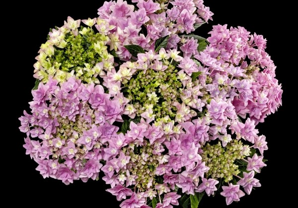 Hydrangea macrophylla Floria Pink, 13 cm podā
