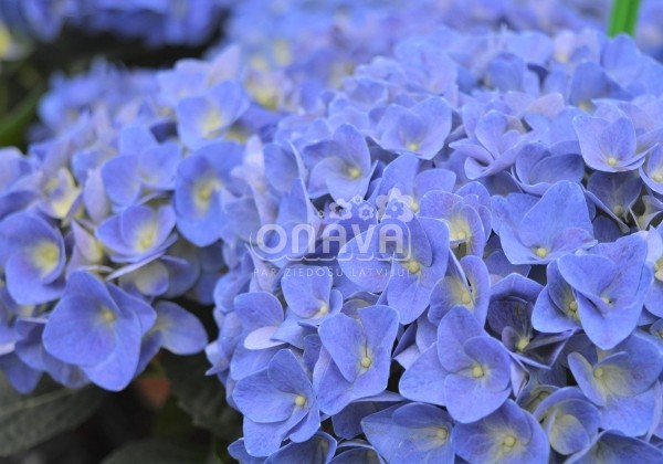 Hydrangea macrophylla Jip Blue, 13 cm podā