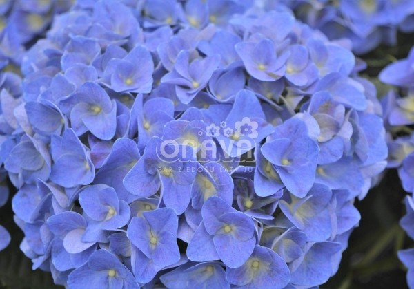Hydrangea macrophylla Jip Blue, 13 cm podā