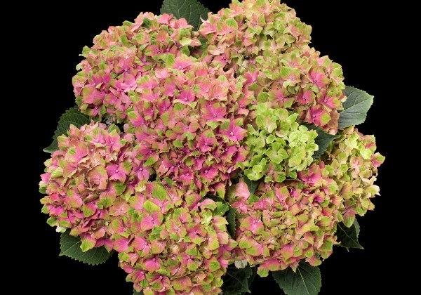 Hydrangea macrophylla Candy Lips Pink, 13 cm podā