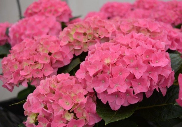 Hydrangea macrophylla Jip Pink, 13 cm podā