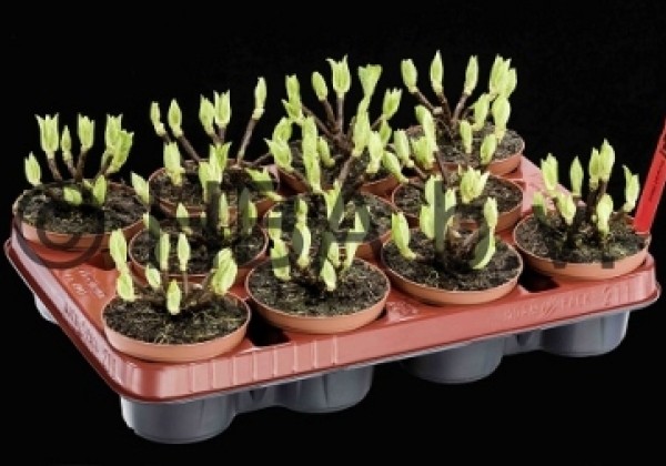 Hydrangea macrophylla Jip Pink, 13 cm podā