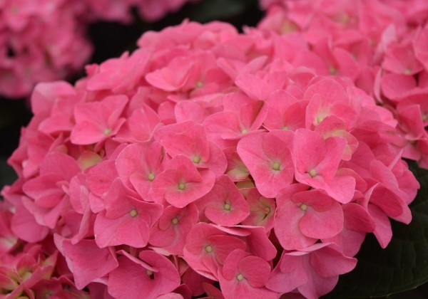 Hydrangea macrophylla Jip Pink, 13 cm podā