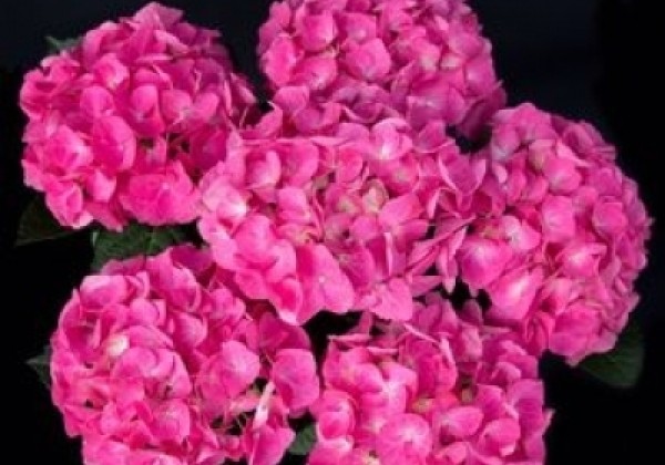 Hydrangea macrophylla Jip Pink, 13 cm podā