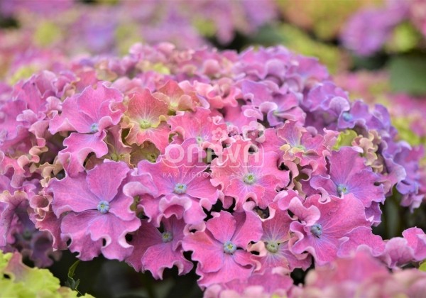 Hydrangea macrophylla Curly Sparkle Blue Purple, 13 cm podā