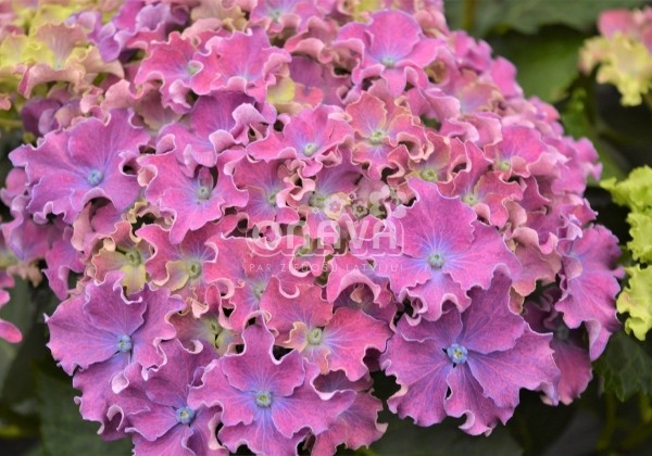 Hydrangea macrophylla Curly Sparkle Blue Purple, 13 cm podā