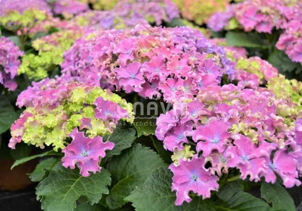 Hydrangea macrophylla Curly Sparkle Blue Purple, 13 cm podā