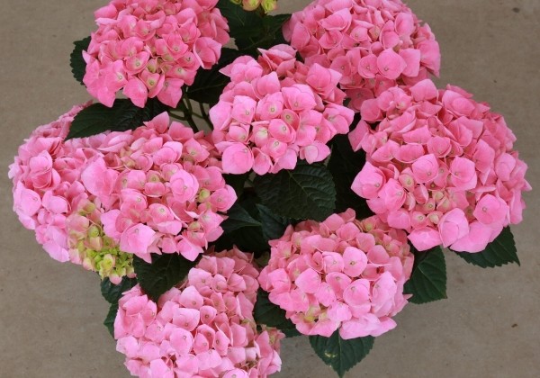 Hydrangea macrophylla Sarena Pink, 13 cm podā