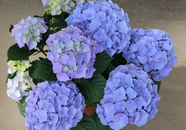 Hydrangea macrophylla Sarena Blue, 13 cm podā