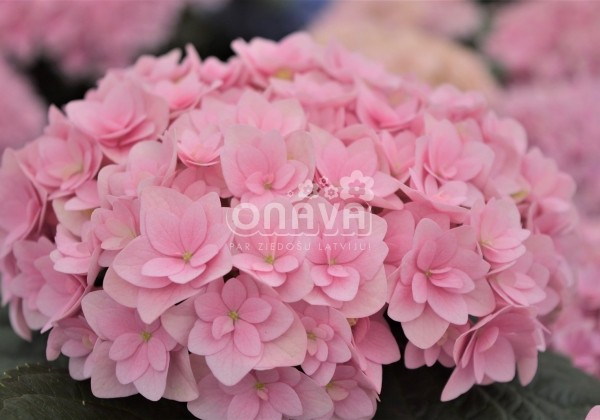 Hydrangea macrophylla Felina Pink, 13 cm podā