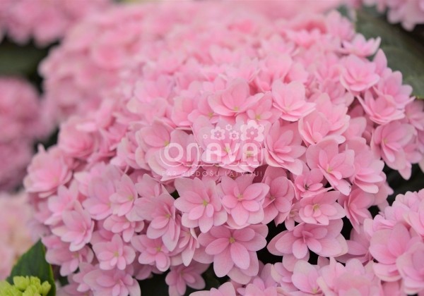 Hydrangea macrophylla Felina Pink, 9,5 cm podā