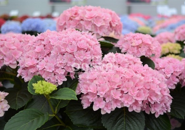 Hydrangea macrophylla Felina Pink, 9,5 cm podā