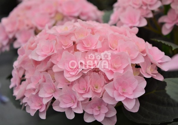 Hydrangea macrophylla Florentina Pink, 13 cm podā