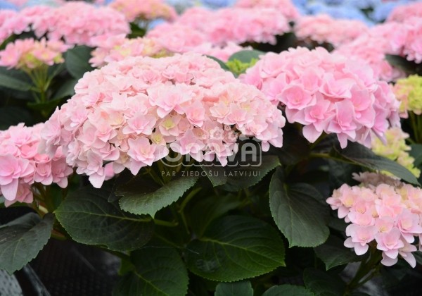 Hydrangea macrophylla Florentina Pink, 17 cm podā