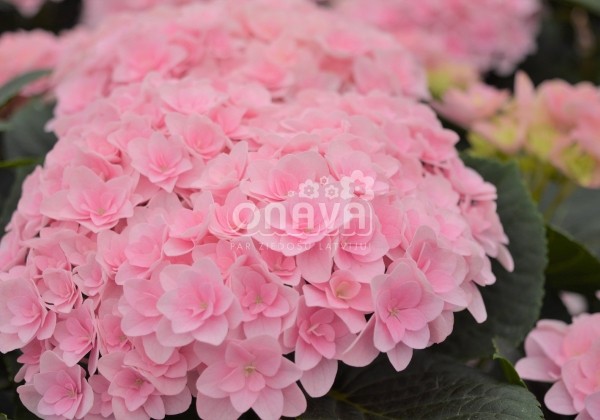 Hydrangea macrophylla Florentina Pink, 9,5 cm podā