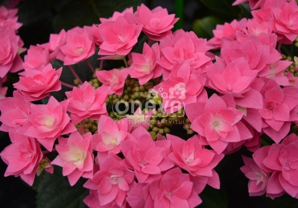 Hydrangea macrophylla Feather Pink, 13 cm podā