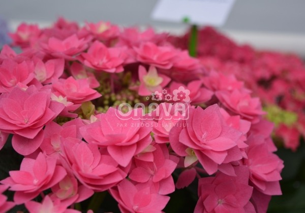 Hydrangea macrophylla Feather Pink, 17 cm podā