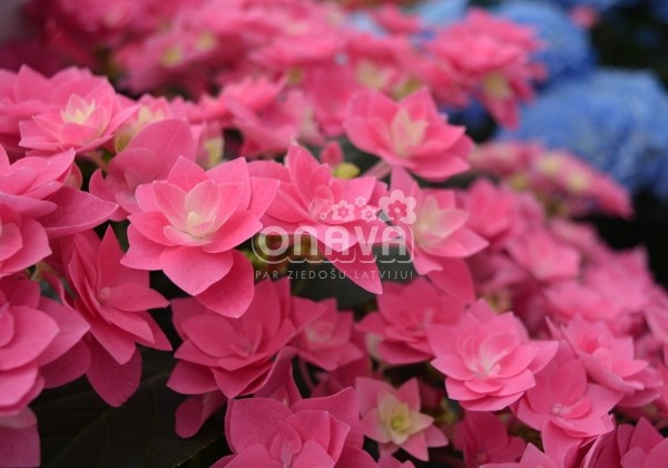 Hydrangea macrophylla Feather Pink, 17 cm podā