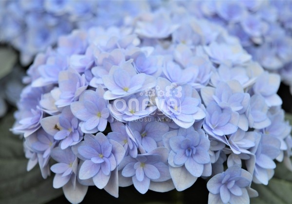 Hydrangea macrophylla Felina blue, 9,5 cm podā