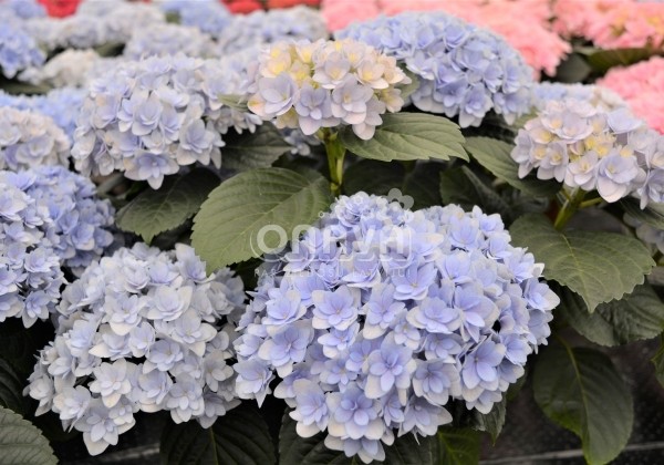Hydrangea macrophylla Felina blue, 9,5 cm podā