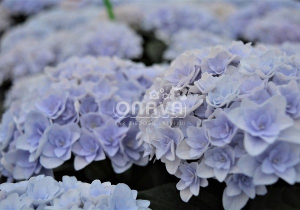 Hydrangea macrophylla Florentina blue, 13 cm podā