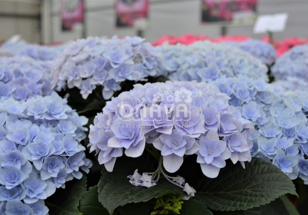 Hydrangea macrophylla Florentina blue, 13 cm podā