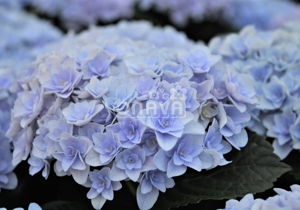 Hydrangea macrophylla Florentina blue, 9,5 cm podā