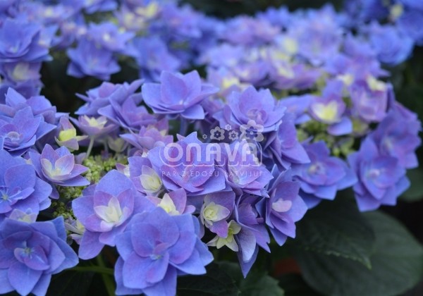 Hydrangea macrophylla Feather blue, 13 cm podā