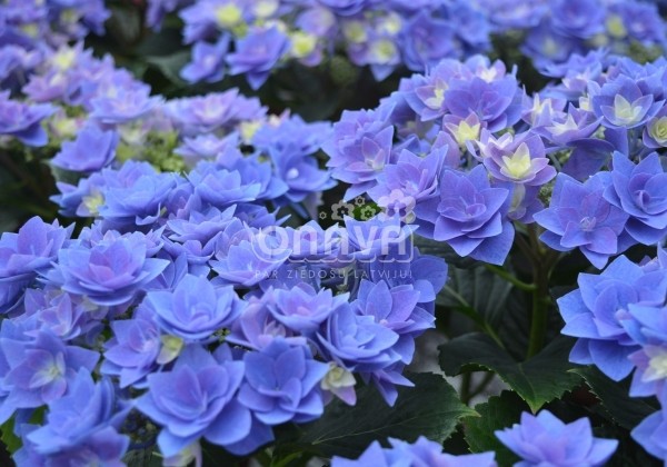 Hydrangea macrophylla Feather blue, 17 cm podā
