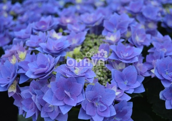 Hydrangea macrophylla Feather blue, 17 cm podā