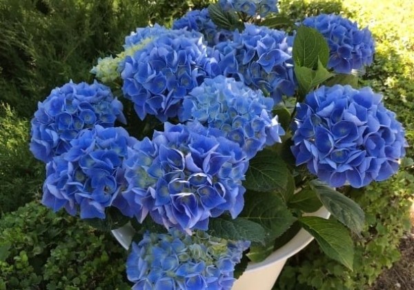 Hydrangea macrophylla Fabolo Blue, 13 cm podā