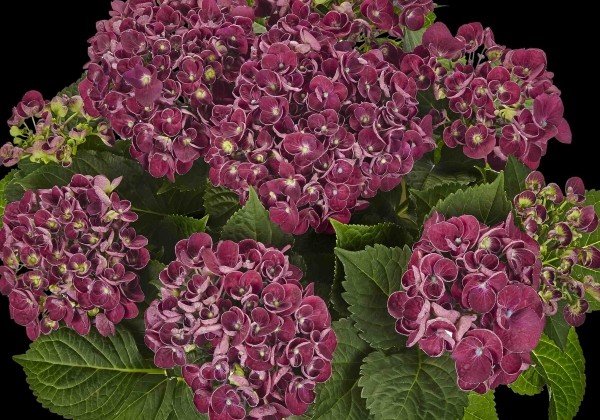 Hydrangea macrophylla Curly Wurly Purple, 9,5 cm podā