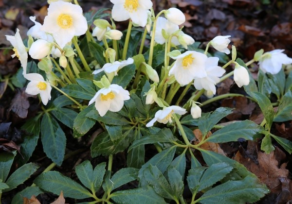Helleborus niger HGC Jesko