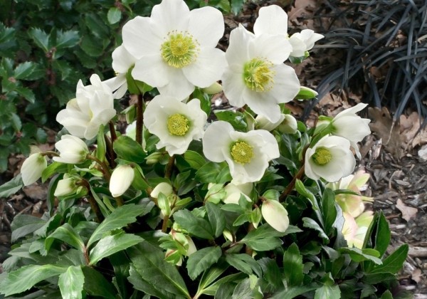 Helleborus niger HGC Jacob Royal