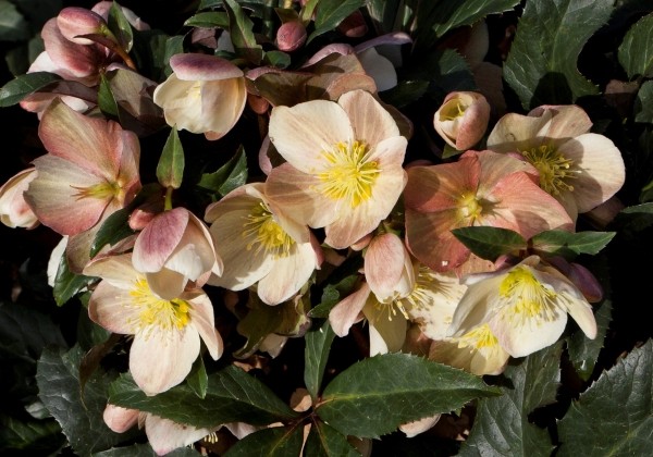 Helleborus ballardiae HGC Camelot (13 cm)