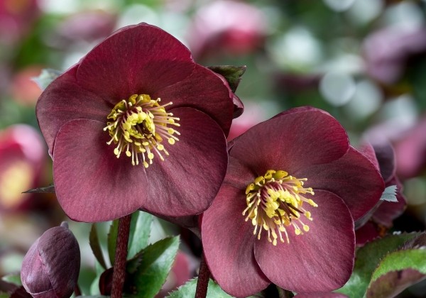 Helleborus glandorfensis HGC Ice n Roses Brunello