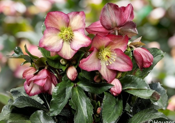 Helleborus glandorfensis HGC Ice N Roses Rosali (17 cm)