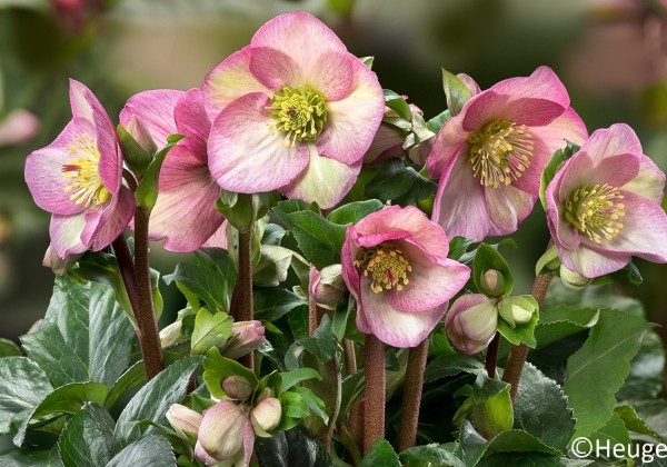 Helleborus iburgensis HGC Ice n Roses Rosetta