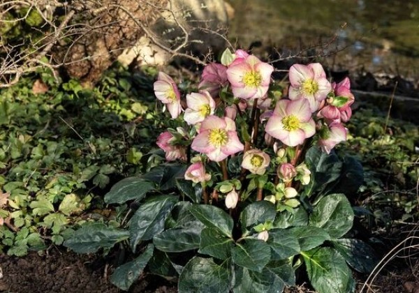 Helleborus iburgensis HGC Ice n Roses Rosetta