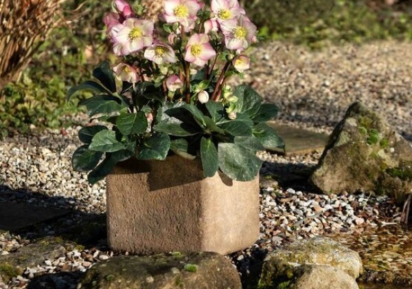 Helleborus iburgensis HGC Ice n Roses Rosetta