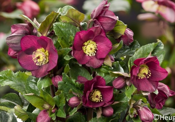 Helleborus iburgensis HGC Ice n Roses Bennotta