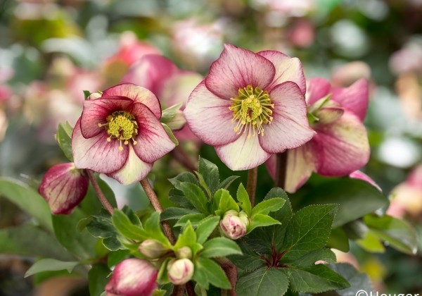 Helleborus iburgensis HGC Ice n Roses Carlotta