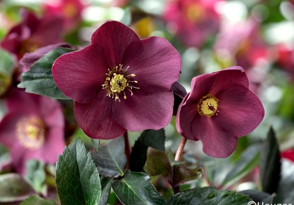 Helleborus glandorfensis HGC Ice N Roses Early Red (15 cm)