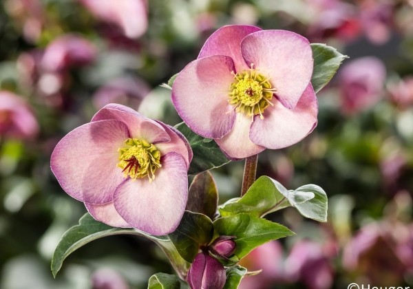 Helleborus glandorfensis HGC Ice n Roses Early Rose (17 cm)