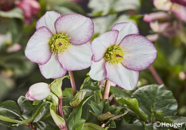 Helleborus glandorfensis HGC Ice n Roses Picotee