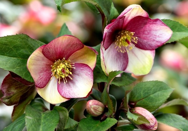 Helleborus glandorfensis HGC Ice n Roses Dark Picotee