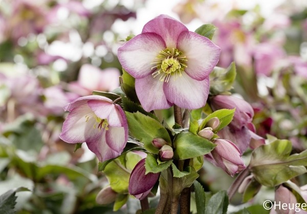 Helleborus glandorfensis HGC Ice N Roses Rose (19 cm)