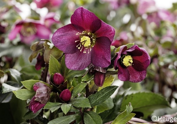 Helleborus glandorfensis HGC Ice N Roses Red (17 cm)