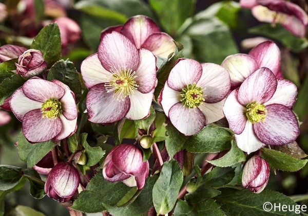 Helleborus glandorfensis HGC Ice n Roses Rosado (17 cm)