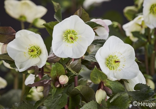 Helleborus glandorfensis HGC Ice n Roses Bianco